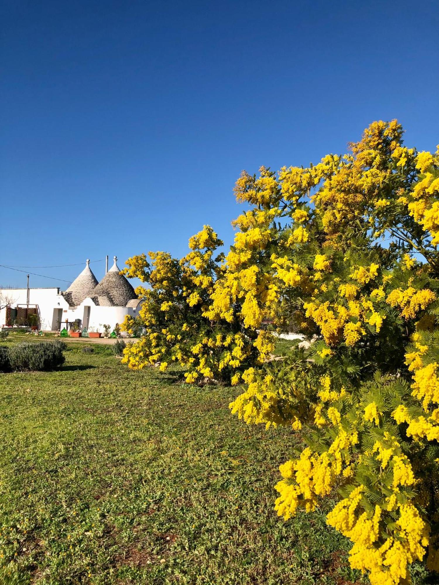 Trullo Trilli Puglia Villa Martina Franca Kültér fotó