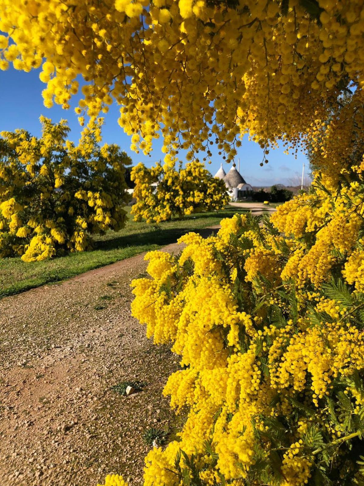 Trullo Trilli Puglia Villa Martina Franca Kültér fotó